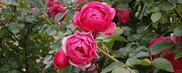Rosengarten Dresden (Foto: pixabay.com) Rosengarten Dresden (Foto: pixabay.com)